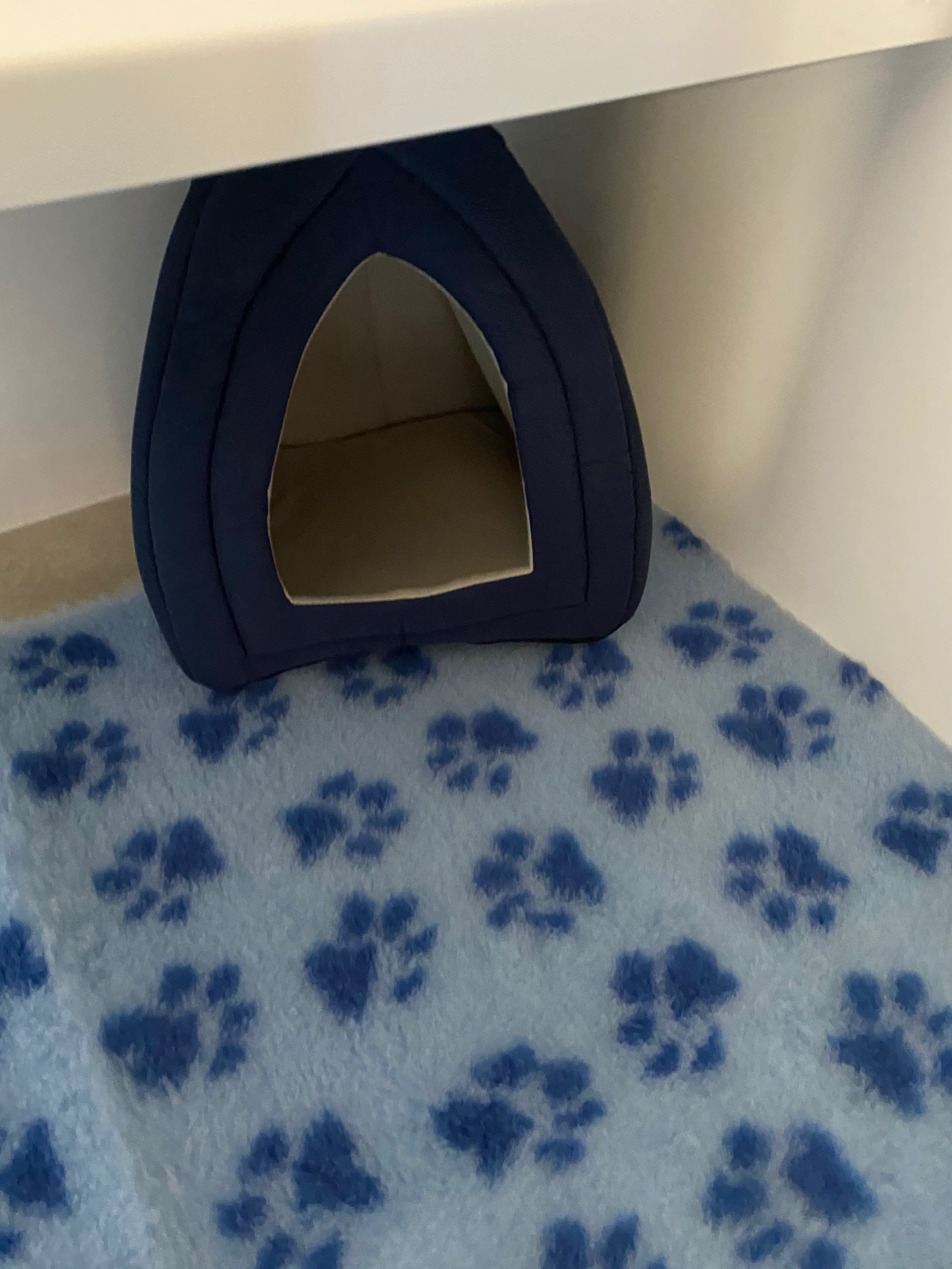 Cat Cave 