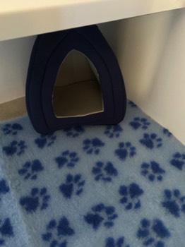  Cat Cave 